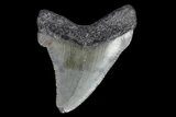 Juvenile Megalodon Tooth - Georgia #75447-1
